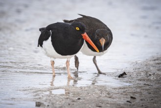 Magellanic Oystercatcher (Haematopus leucopodus), adult and juvenile, Bleaker Island, Falkland
