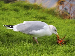Seagull (Larinae) eating a crab, blurred background, Brouwersdam, province of South Holland,