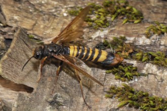 Giant wood wasp with open wings sitting on tree trunk looking left