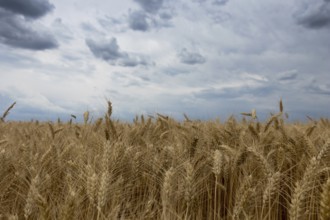 Storm clouds over wheat field