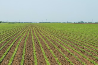 Green soybean field, Rows of young green soybeans. Agricultural landscape