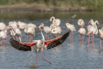 Greater Flamingos (Phoenicopterus roseus) landing in a swamp. Saintes Maries de la Mer, Parc