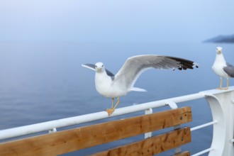 Large seagull on ferry boat, spread wings, close-up portrait