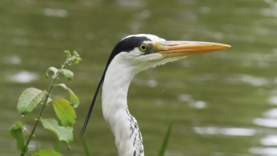 Close-up of the head of a grey heron, heron