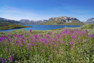 Beautiful scenery of a norwegian fjord with some blooming fireweed in the foreground