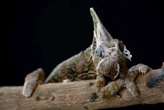 Veiled chameleon hanging on a tree
