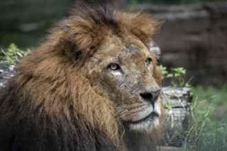 Close up photo of a african lion