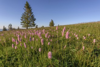 Beautiful wildflower meadow with knotweed Common bistort on the field of fire in the Vosges in
