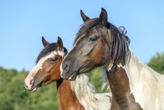Ponies in a pasture in the French countryside