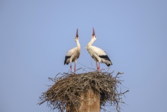 White stork in courtship period in early spring, France, Alsace, Europe