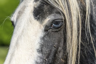 Portrait of an irish cob horse with blue eyes. Pasture of the French countryside in spring