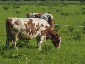 Two cows grazing on a green meadow, surrounded by natural landscape, winterswijk, the netherlands