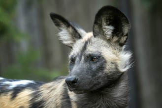 The African wild dog (Lycaon pictus)