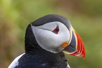 Puffin (Fratercula arctica), Borgarfjarðarhöfn, Iceland, Europe