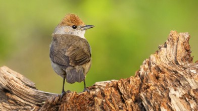 Blackcap, Sylvia atricapilla, Female Blackcap, Mediterranean Forest, Castilla y Leon, Spain, Europe