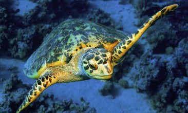 Green Turtle, Chelonia mydas, Coral Reef, Red Sea, Egypt, Africa
