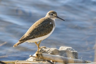 Common Sandpiper Water Bird (Actitis hypoleucos)