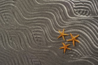 Of light gray sand background designed with three starfish orange