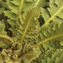 Detail of a green, furry plant in Nepal
