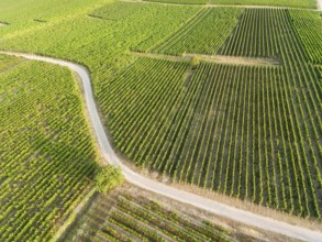 Vineyards in Eguisheim, Haut-Rhin, Grand Est, France, Europe