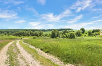 Long country road through field near forest at summer day