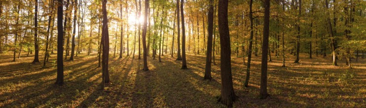 Colorful trees in the autumn forest, the morning sun shines through the branches and trees.