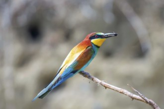 European Bee Eater (Merops Apiaster)