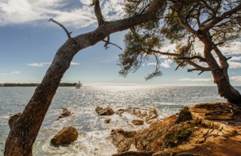 Mediterranean shores of the Ile Sainte Marguerite, Lerins islands, Cote dAzur, Alpes-Maritimes,
