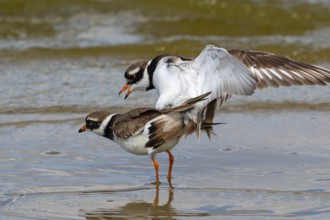 Ringed Plover, Charadrius hiaticula, copula