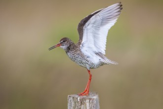 Redshank, Tringa totanus