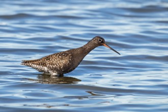 Spotted Redshank, Tringa erythropus