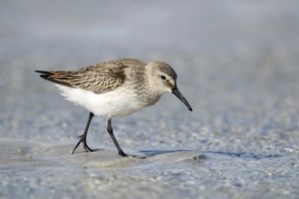 Dunlin, Calidris alpina, Oman, Asia
