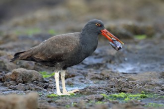 Sooty Oystercatcher, Haematopus fuliginosus, Chile, South America