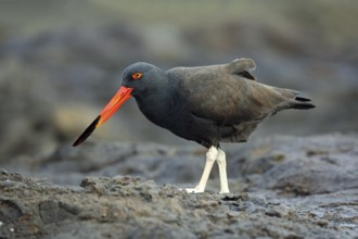Sooty Oystercatcher, Haematopus fuliginosus, with a mussel in its beak