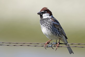 Willow Sparrow, Passer hispaniolensis