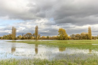 Flooded meadow after heavy rains. Autumn landscape. Bas-Rhin, Collectivite europeenne d'Alsace,