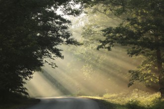 Country road through the forest on a foggy spring morning