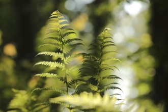 Fern in the forest on a sunny spring morning