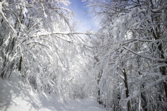 Photographic documentation of a path in a completely snow-covered forest