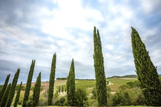 A typical cypress avenue in the Tuscan countryside of Val D'Orcia