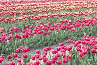 Blooming tulips field in Holland, springtime, beautiful multicolored background, sunlight