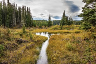 Narrow channels of a shallow lake in the forest. Autumn trip to the west of Canada. The smooth lake