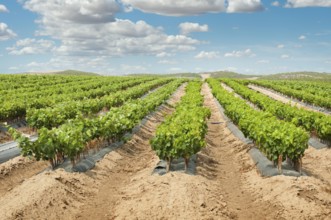 Young Vineyards in rows. Seedlings vines.Graft of the vines