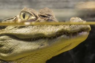 Crocodile in water. Underwater look