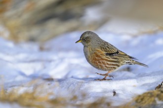 Alpine Accentor (Prunella collaris), Small bird standing on snow-covered ground in a cool, natural