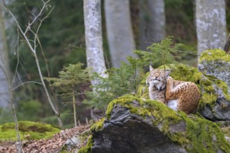 Lying lynx (Lynx lynx) on a moss-covered rock in the forest, Captive, Bavaria, Germany, Europe