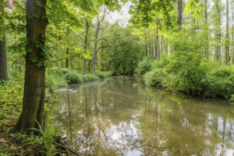 Spreewald
