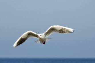 Seagull