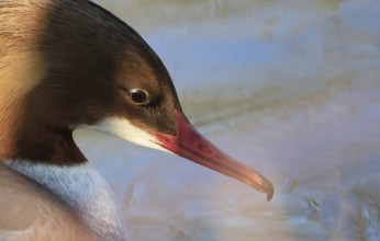 A goosander in the zugwiesen Area, Germany, Europe