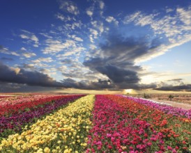 Spring cloud illuminated by the sunset. Buttercups blooming garden. Farmers field with flowers